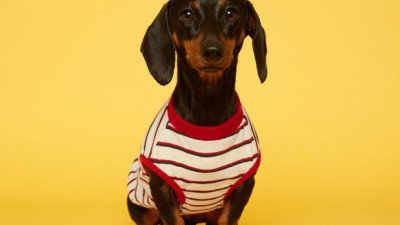 나시티 애견의류 득템 후기! 솔직 후기와 꿀팁 대방출🐶💖
